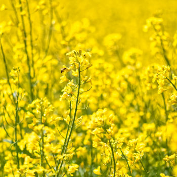 fleurs jaunes dans les champs avec abeilles